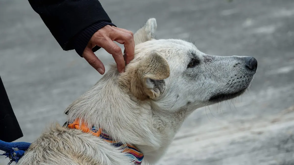 1011867_Reportaje Perritos Peregrinos Iztapalapa_impreso