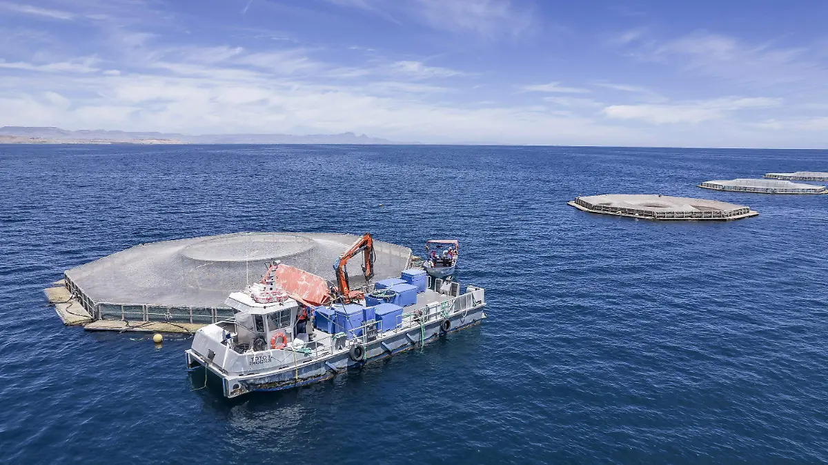 Santomar_ Día Nacional de la Totoaba 2025 (Granjas marinas)
