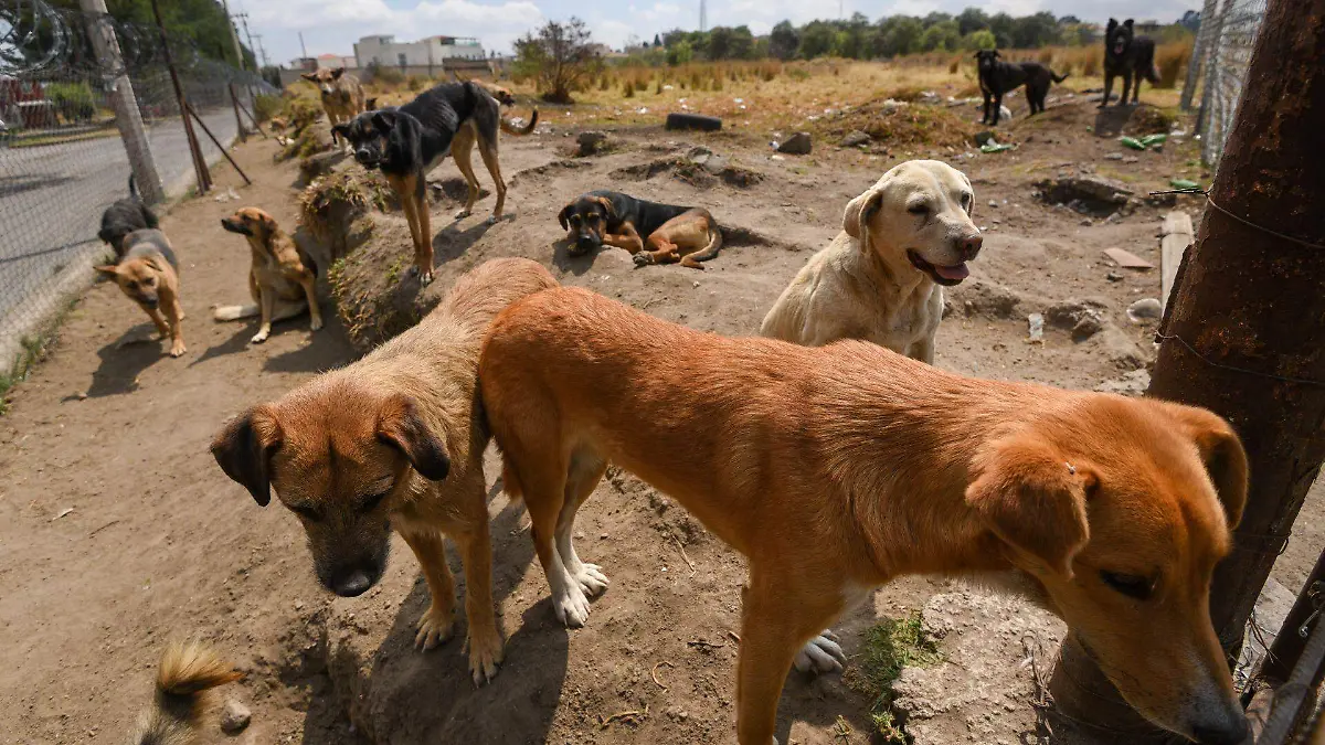 1019971_Perritos buscan hogar por desalojo de Refugio_web