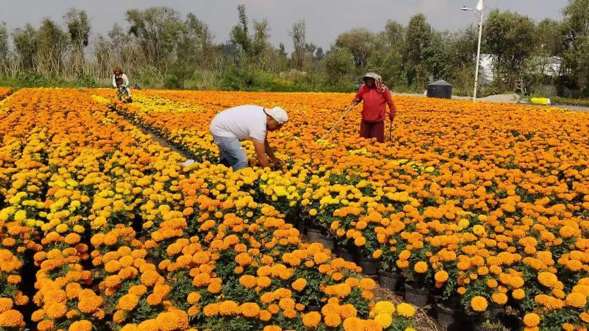 cempasuchil xochimilco AURELIO SANCHEZ