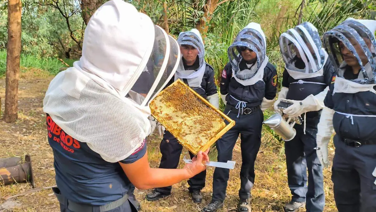 abejas1