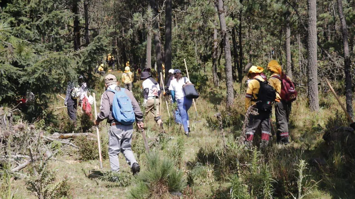 Jornada de búsqueda en el Ajusco  (2)