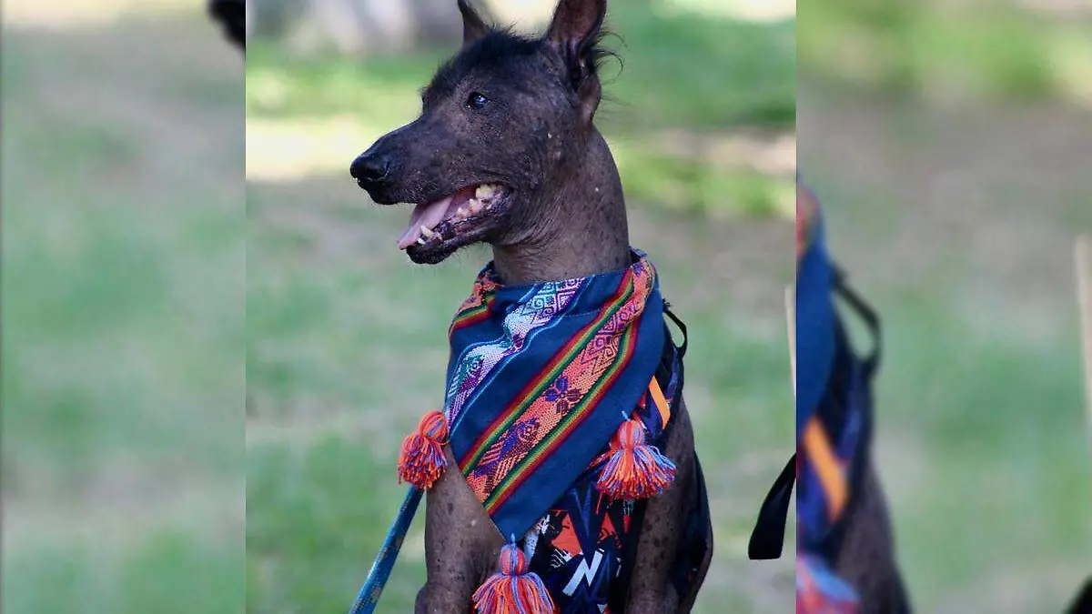 Tenoch, el xoloitzcuintle que une a la familia Morales entre el mundo terrenal y el Mictlán