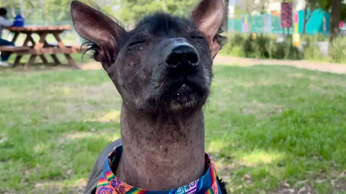 Tenoch, el xoloitzcuintle que une a la familia Morales entre el mundo terrenal y el Mictlán