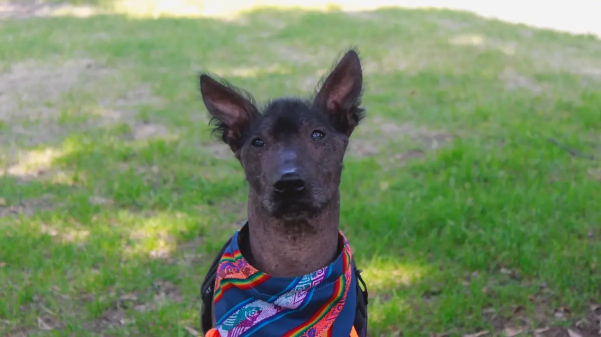 Tenoch, el xoloitzcuintle que une a la familia Morales entre el mundo terrenal y el Mictlán