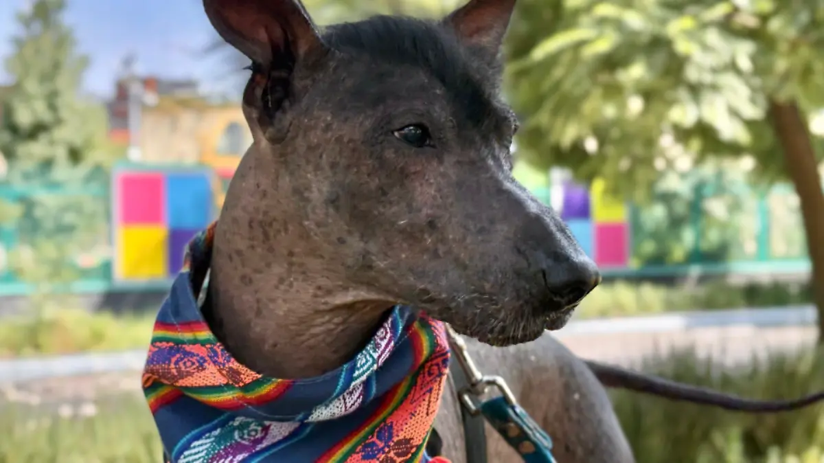 Tenoch, el xoloitzcuintle que une a la familia Morales entre el mundo terrenal y el Mictlán