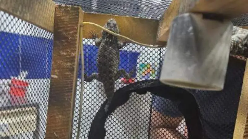 Decomiso en Gustavo A. Madero (9)