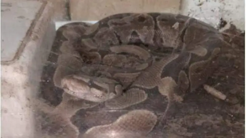 Decomiso en Gustavo A. Madero (8)