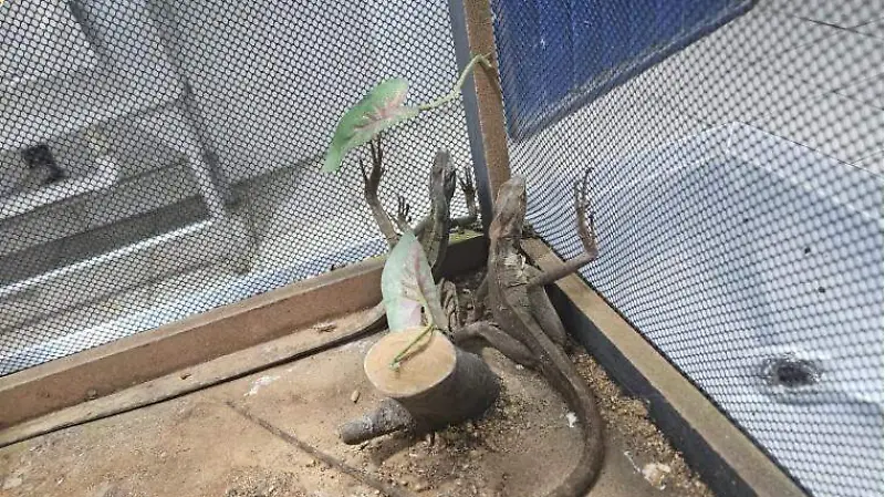 Decomiso en Gustavo A. Madero (5)