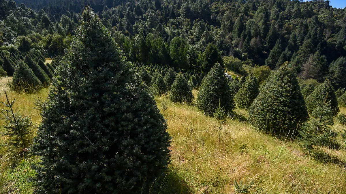 1055543_Inicia comercialización árboles Navidad Edoméx_web