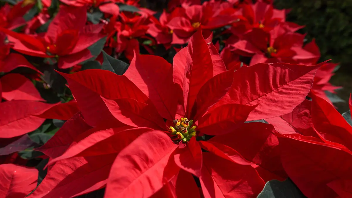 1009266_Venta flor de Nochebuena en Toluca_impreso