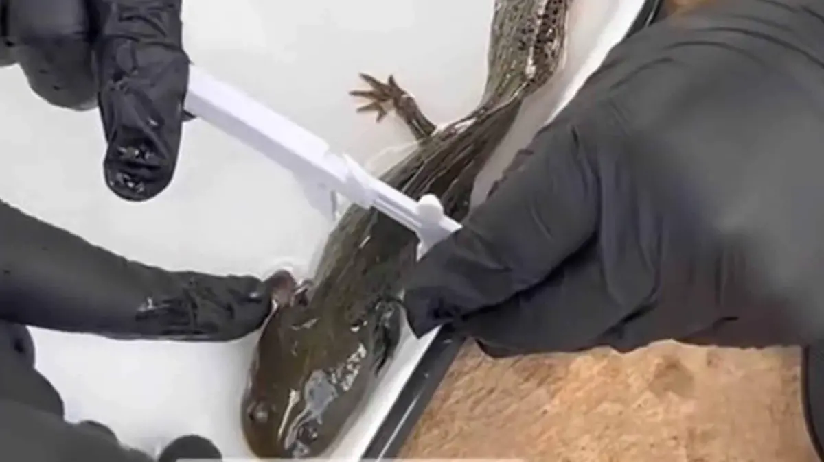 ajolote del altiplano unam