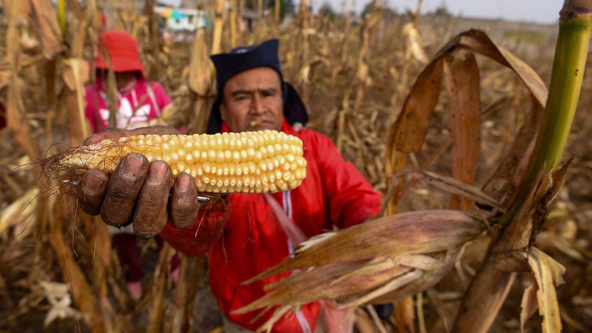 México se consolida como importador neto de maíz, trigo y sorgo en 2026 - La Prensa | Noticias policiacas, locales, nacionales