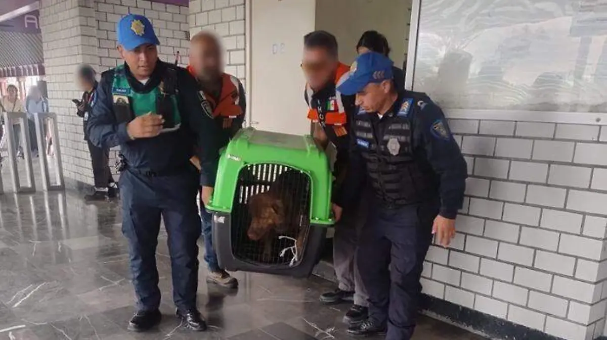 BRIGADA DE VIGILANCIA ANIMAL1