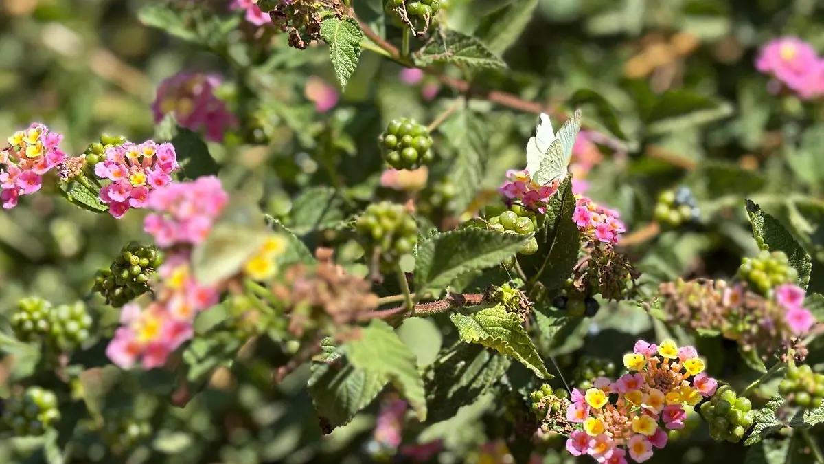 mariposas en Ecatepec (1)