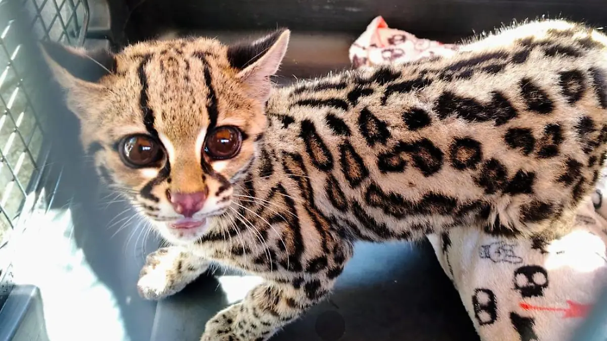 trigrillo @PROFEPA_Mx