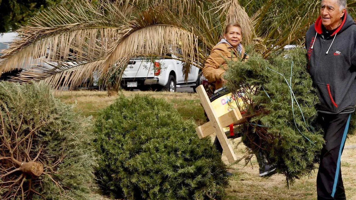 reciclar-nochebuenas-arboles-navidad-sedema1