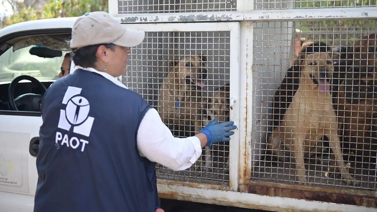 operativo franciscano SSC