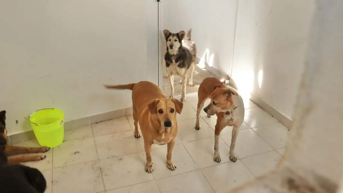 refugio perritos adrian vazquez solmex.4