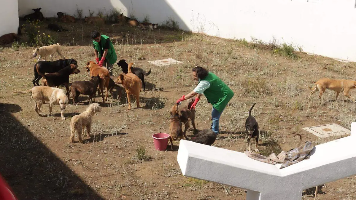 refugio perritos adrian vazquez solmex.3