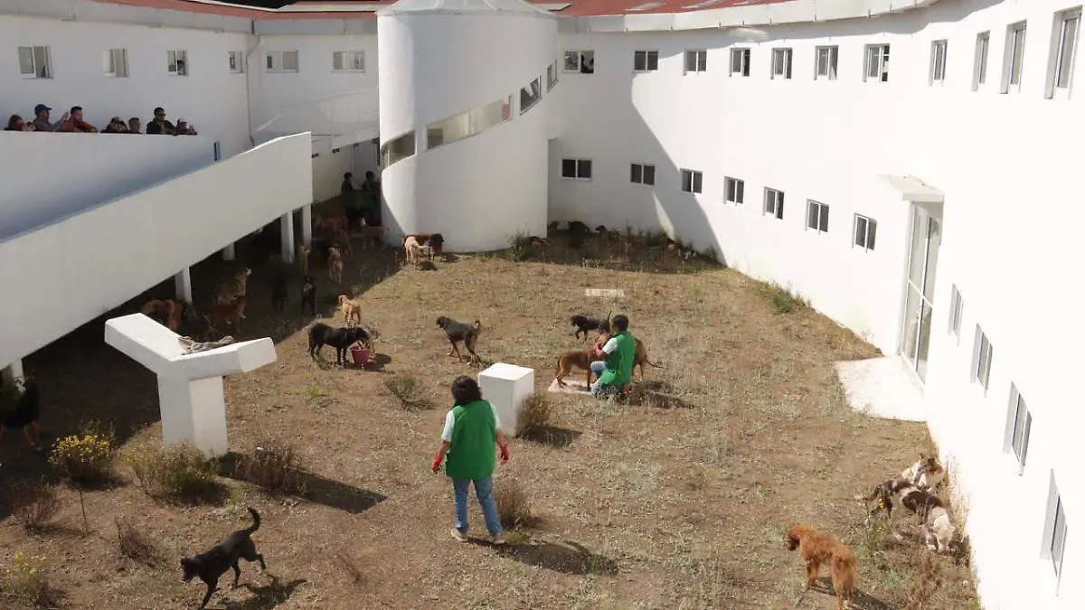 refugio perritos adrian vazquez solmex.2