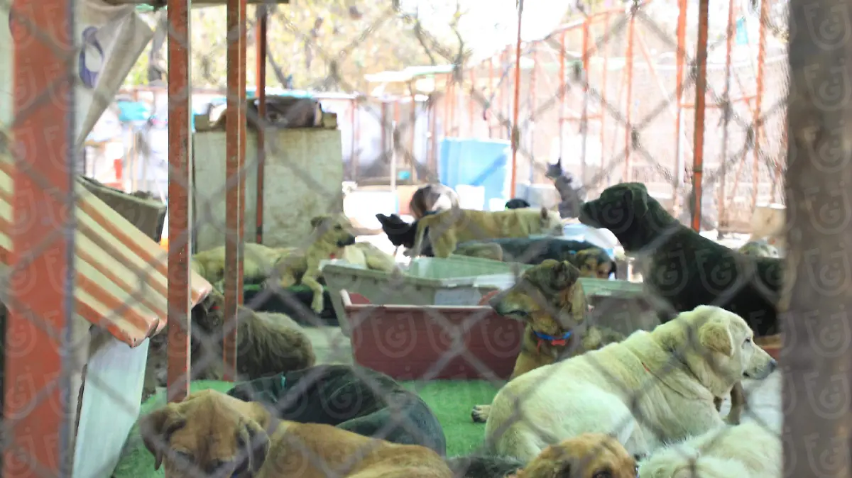 FGJCDMX Caso Refugio Franciscano