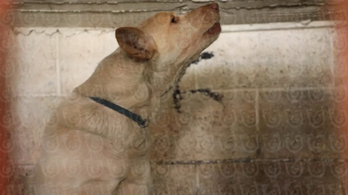 FGJCDMX Caso Refugio Franciscano -12