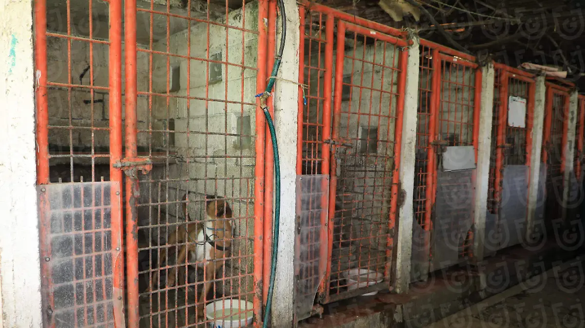 FGJCDMX Caso Refugio Franciscano -6