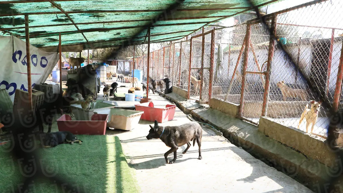 FGJCDMX Caso Refugio Franciscano -7