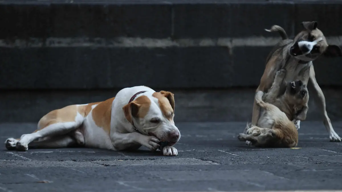 1060281_Vida cotidiana perros_impreso