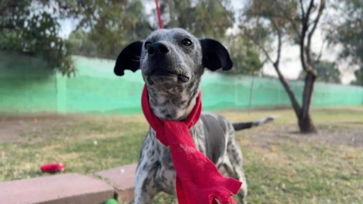 Perritos adopción  (1)