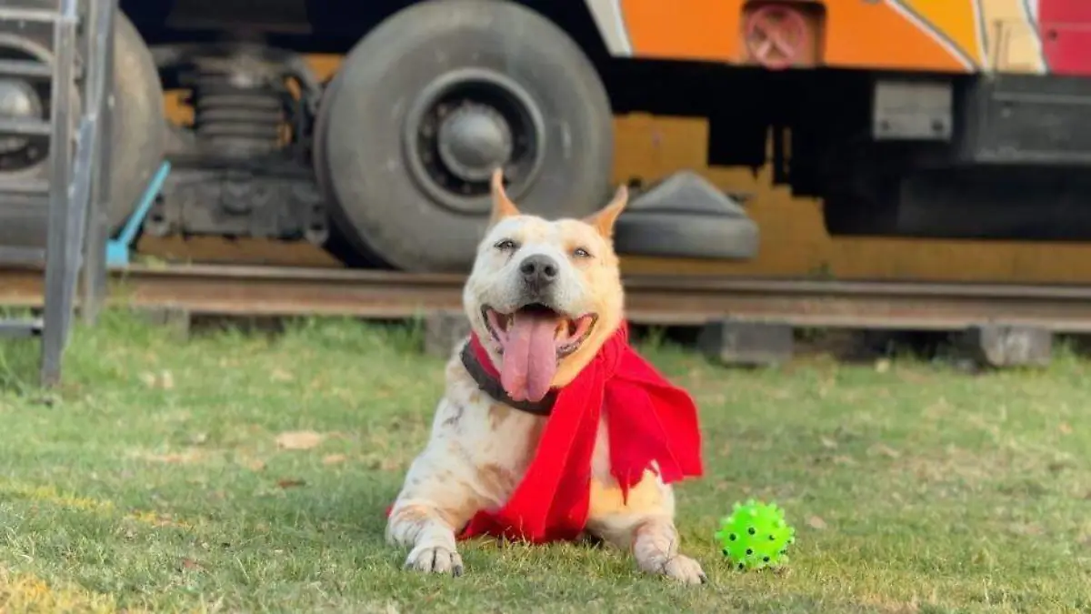 Perritos adopción  (2)