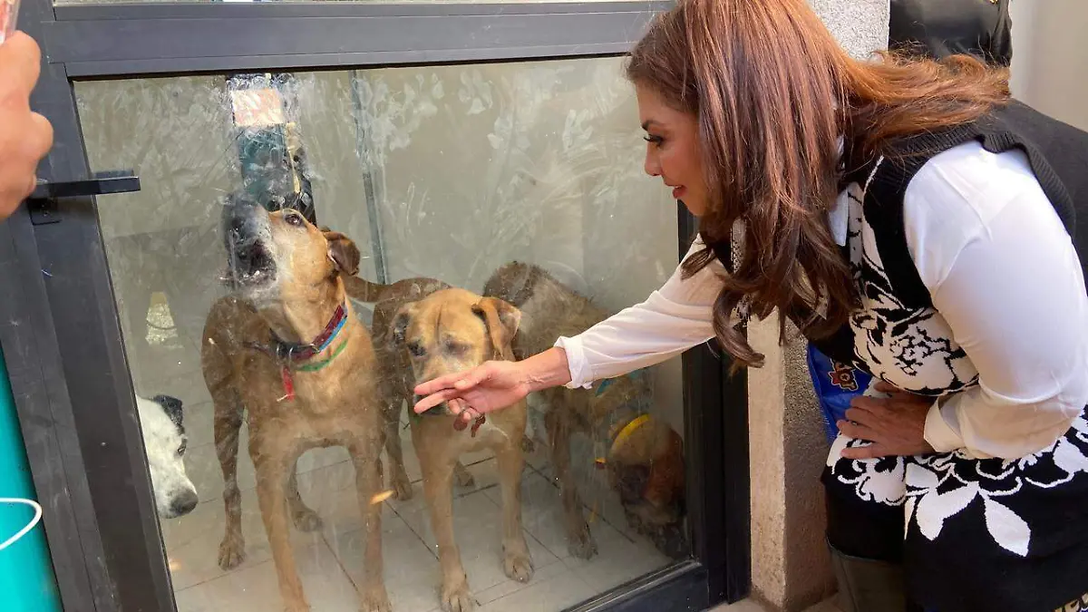 perriwis-rescatados1