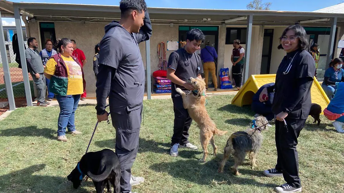 perritos refugio cdmx HILDA ESCALONA
