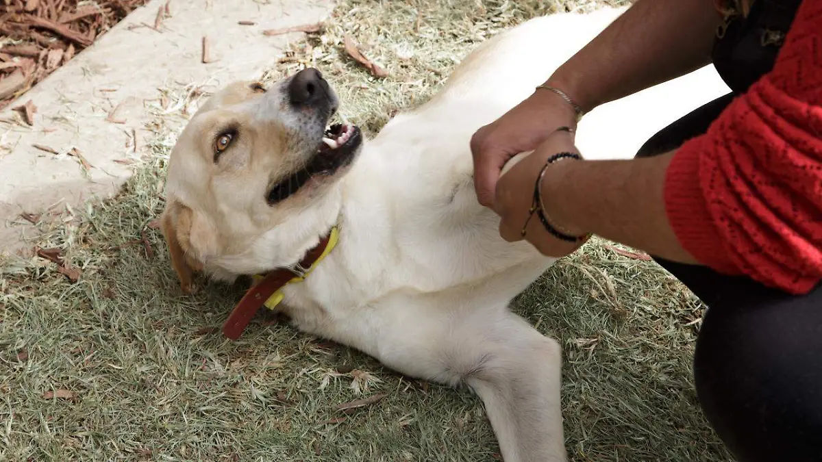 albergue-cortesía bancada de Morena en el Congreso4