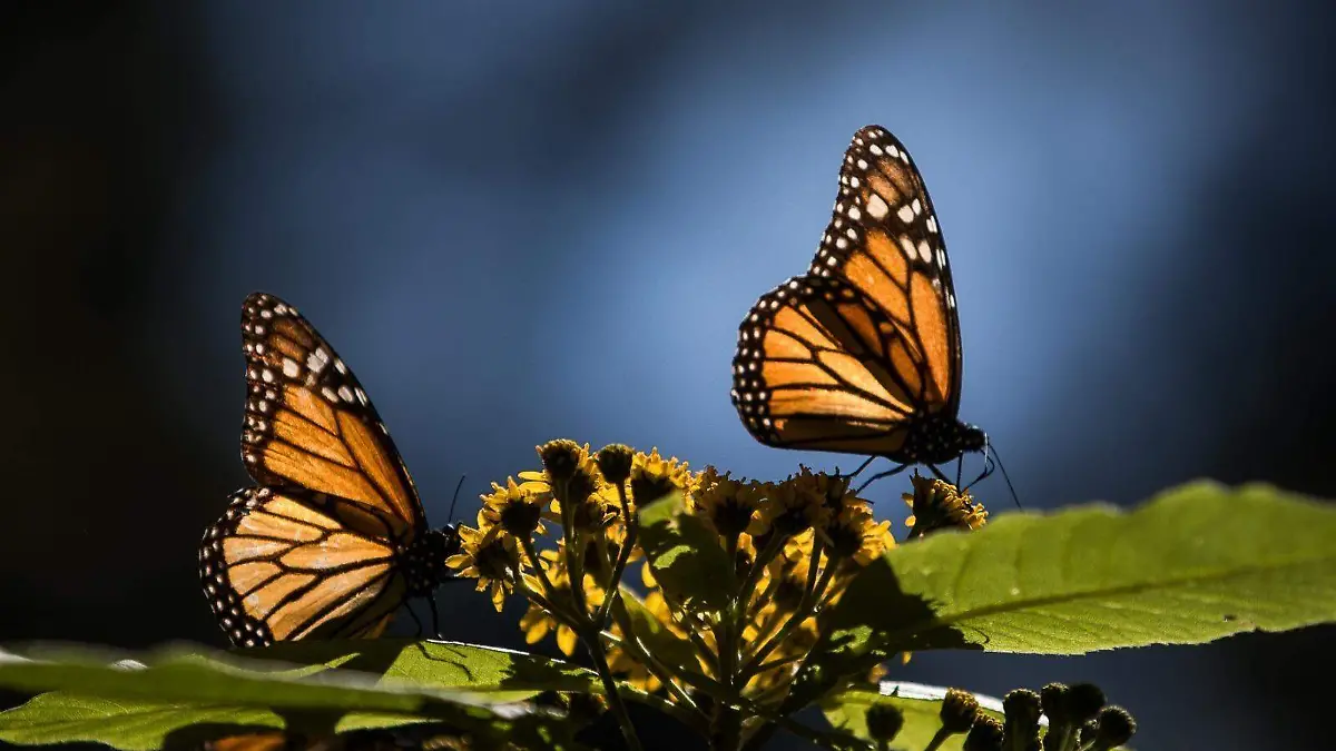 Mariposa Monarca  (2)