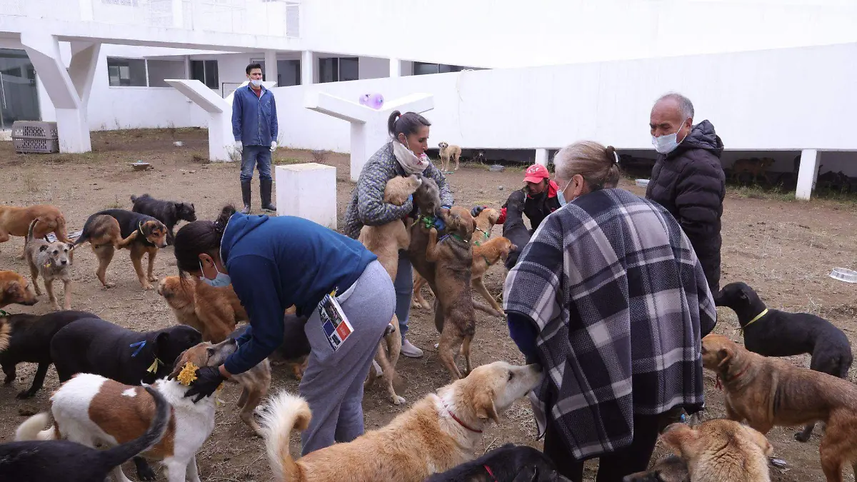 1064750_Franciscanos Revisan Albergue Perritos_web