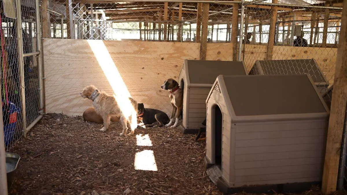 perritos rescatadosa genoveva ortiz.2