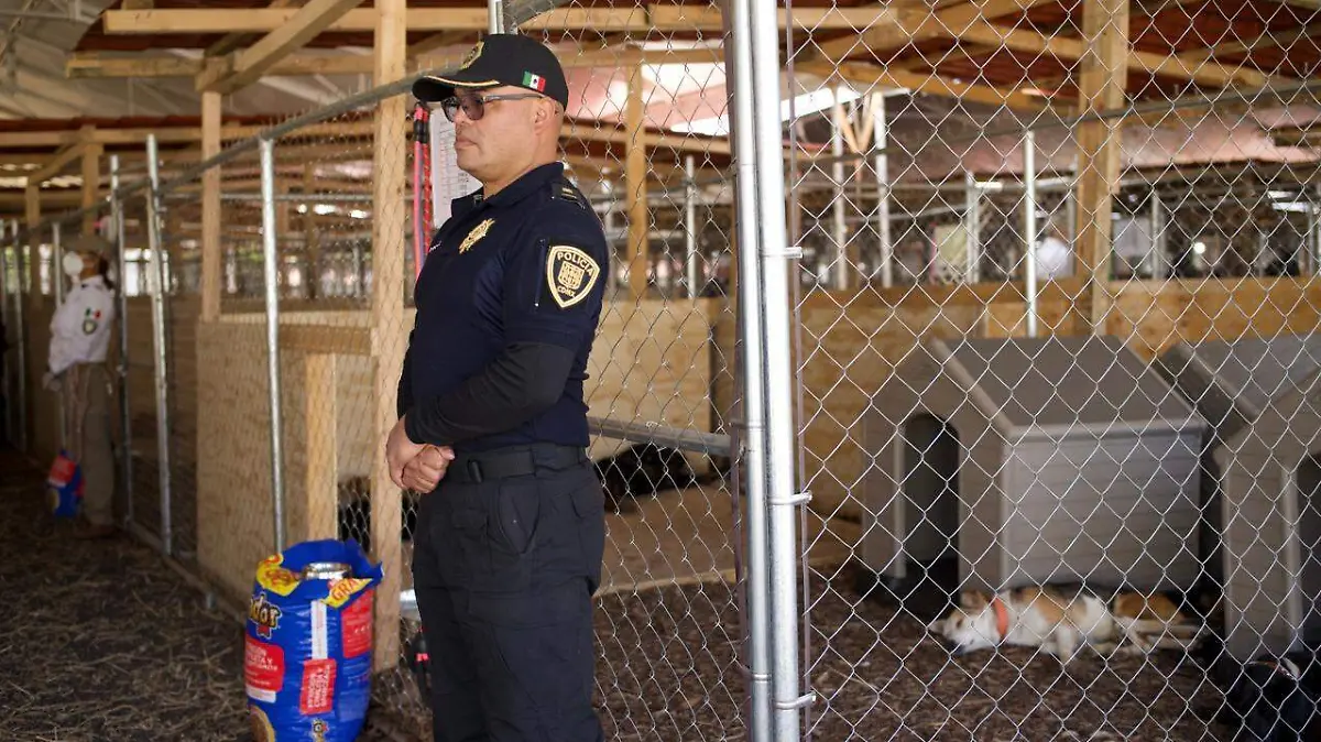 perritos rescatadosa genoveva ortiz