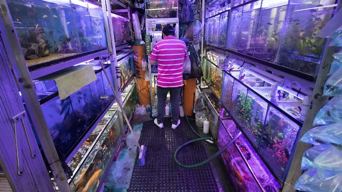 695832_Mercado de los Peces Mixhuca_web