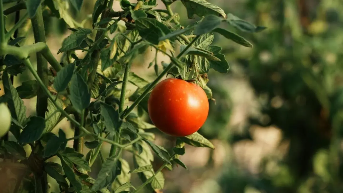 Captura de pantalla 2026-01-28 133626