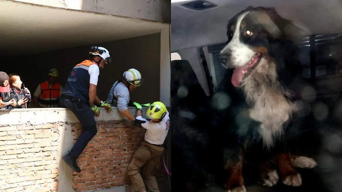 génova perrita benito juarez SSC