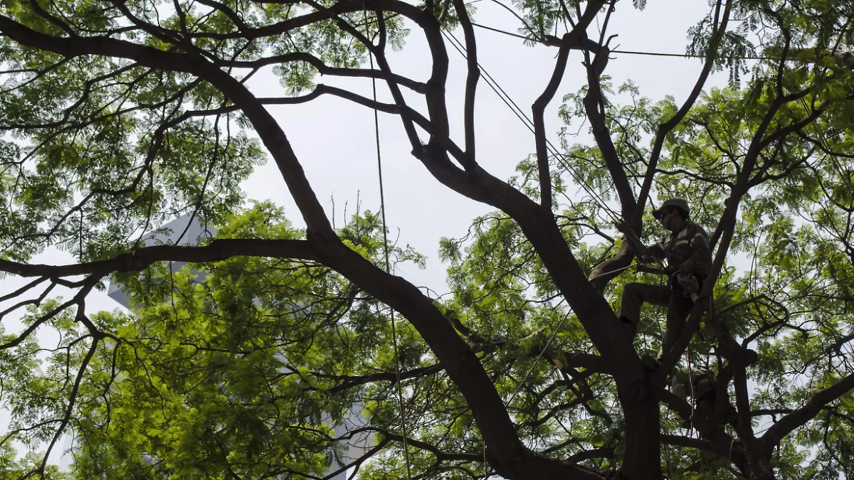 457065_Poda arboles Reforma Semarnat_impreso