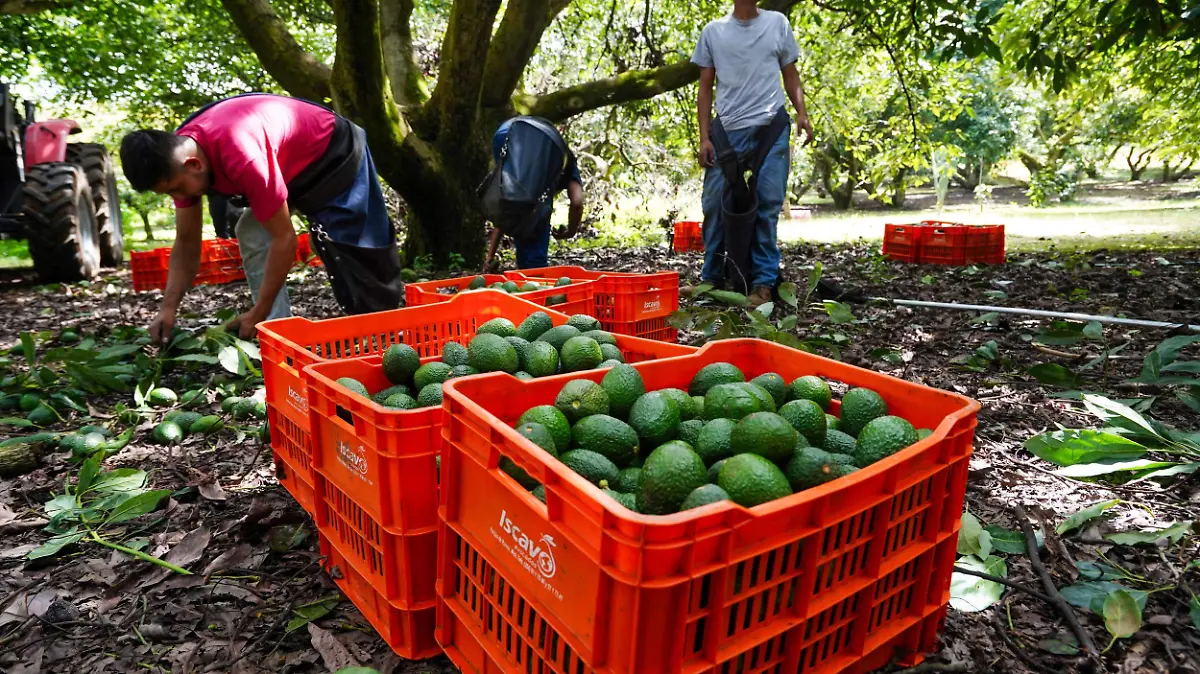 1049913_Producción Aguacate_impreso