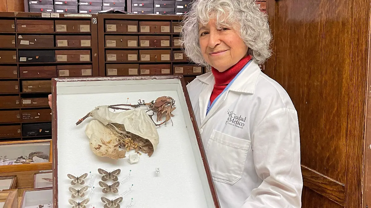 María Eugenia Díaz Batres: La bióloga que desafió a su época para coleccionar 55 mil insectos