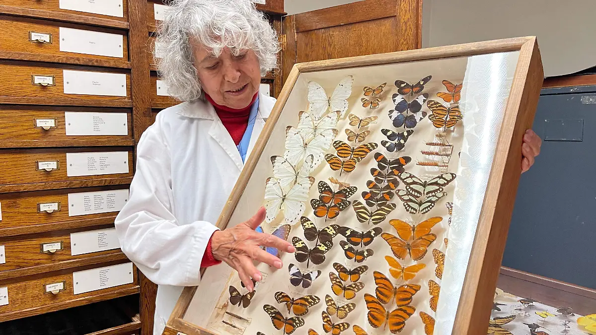 María Eugenia Díaz Batres: La bióloga que desafió a su época para coleccionar 55 mil insectos