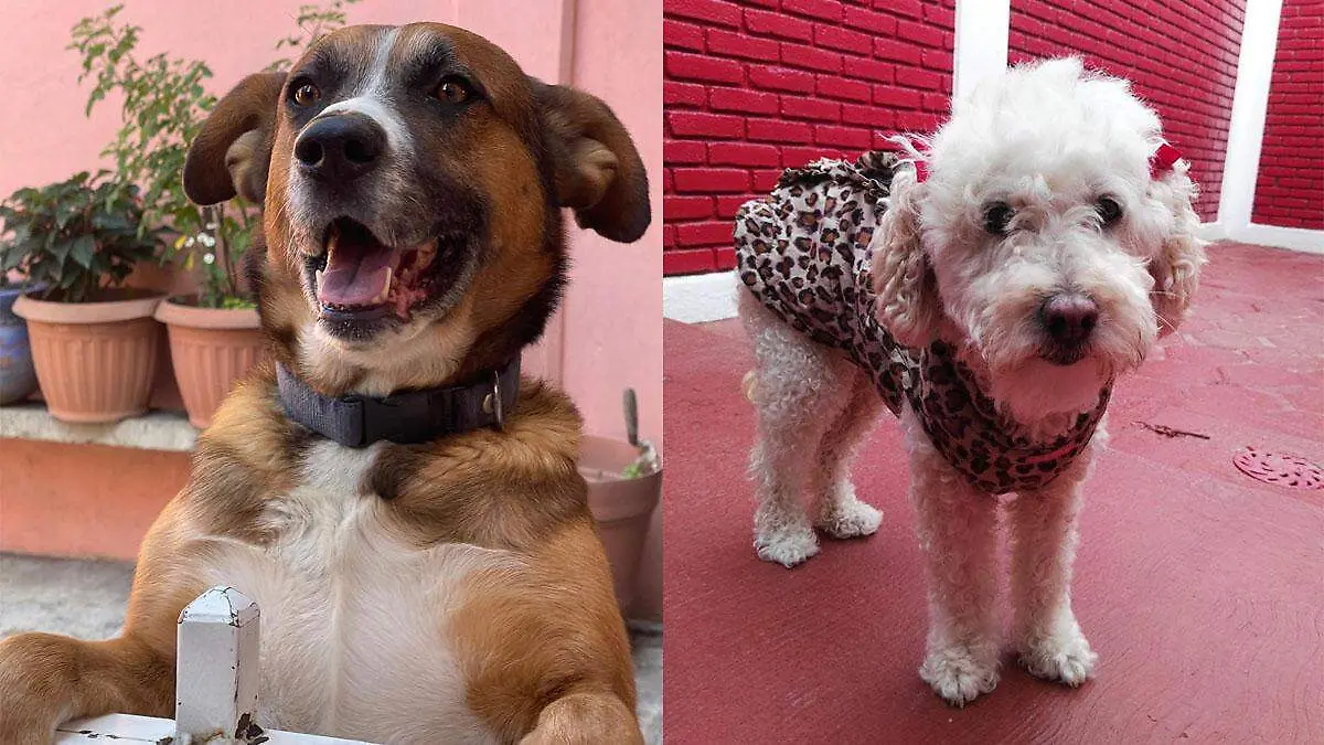 Adopción responsable: consejos clave para llevar a un perrito a tu casa