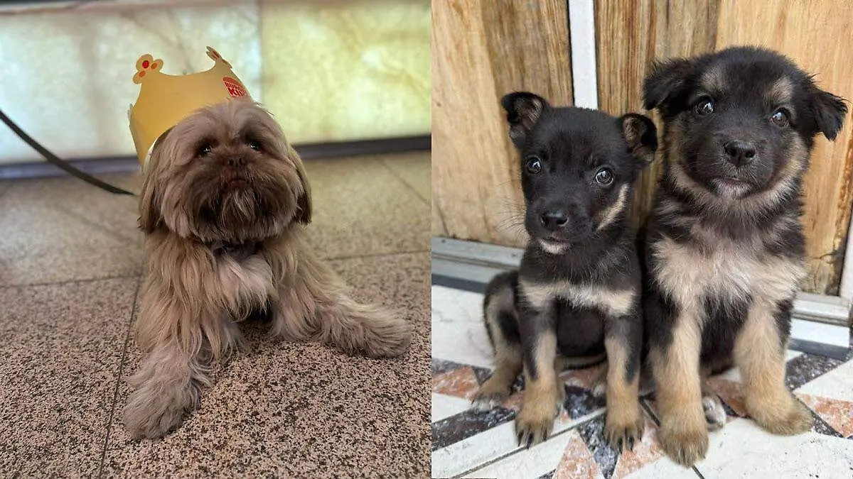 Adopción responsable: consejos clave para llevar a un perrito a tu casa