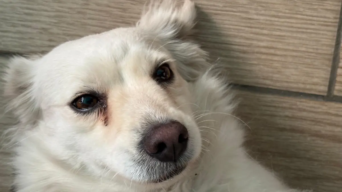 Adopción responsable: consejos clave para llevar a un perrito a tu casa