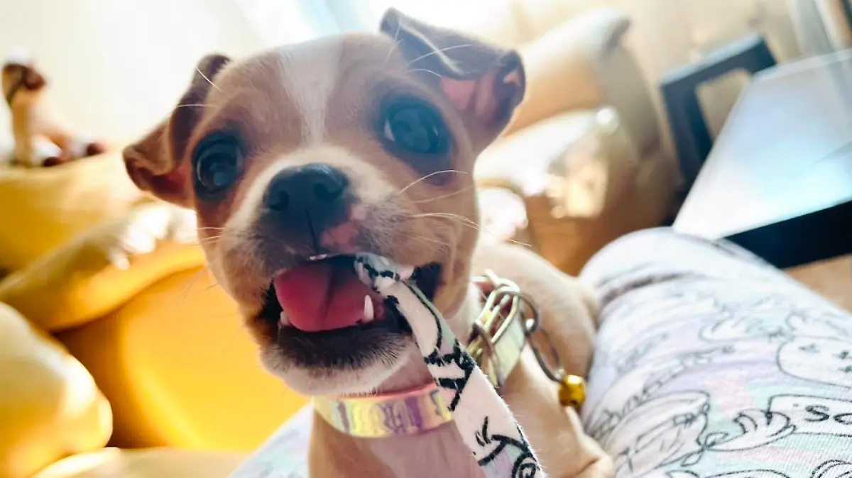 Adopción responsable: consejos clave para llevar a un perrito a tu casa